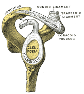 Schouder labrum